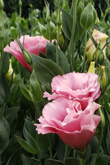 Lisianthus Pink 